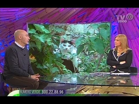 Il bystry il modo di guarire la psoriasi Eczema su punte