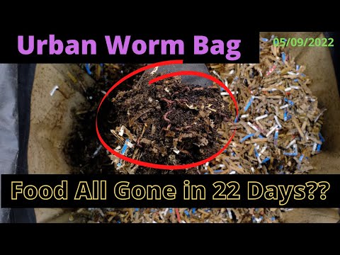 Urban Worm Bag V2 with ENCs - 22 Days Food Gone? 05/09/2022