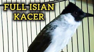 Download lagu KUTILANG GACOR FULL ISIAN KACER mp3