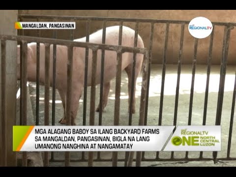 One North Central Luzon: Mortality sa mga Baboy