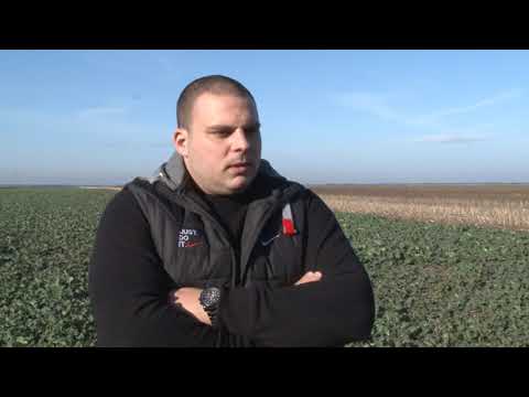 ZDRAVSTVENO STANJE ULJANE REPICE