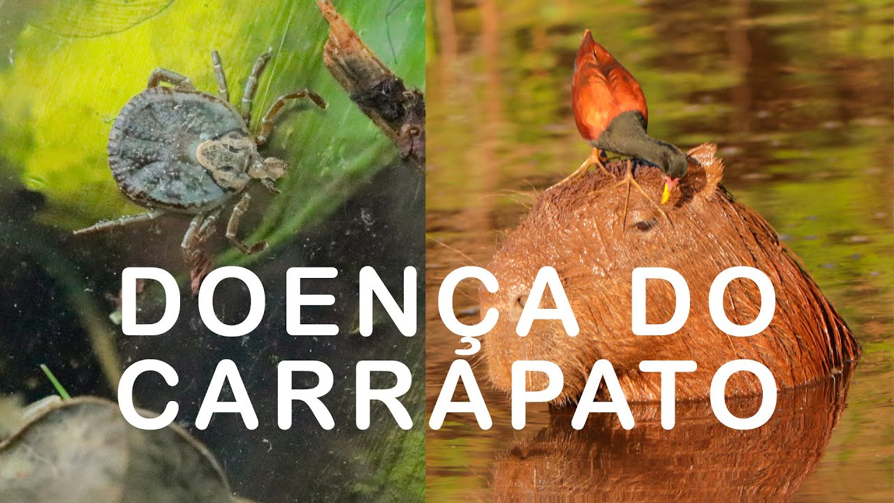 FEBRE MACULOSA - Como ocorre a TRANSMISSÃO, letalidade da DOENÇA e como PREVENIR.