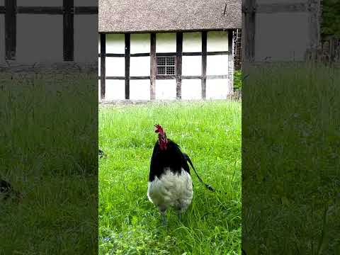 , title : 'Lakenfelder Hahn kräht im Freilichtmuseum Detmold - Rooster of the  rare Lakenvelder chicken crowing'