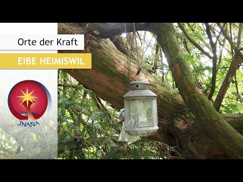 Kraftort: Eibe Heimiswil - der 1000jährige Weltenbaum