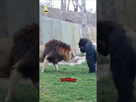 Lion VS Gorilla Meet Secretly at The Zoo!