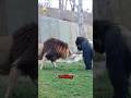 Lion VS Gorilla Meet Secretly At The Zoo