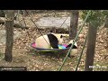 Wolong Grove Panda Cam powered by EXPLORE 1 org