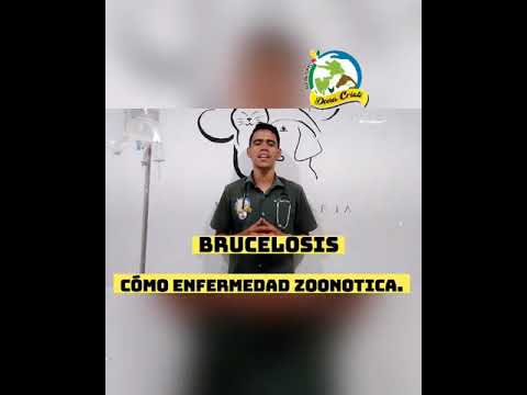Brucelosis Bovina