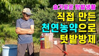 #텃밭 벌레 와 #탄저병 직접 만든 천연농약 효과는? 첼리팜의 슬기로운 텃밭생활