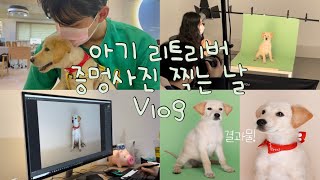 [강아지 vlog] 아기 리트리버의 증멍사진 찍기 대작전 ㅣ 의정부 사진관 ㅣ 강아지 프로필사진 ㅣ 3개월 리트리버 ㅣ 반려동물 사진