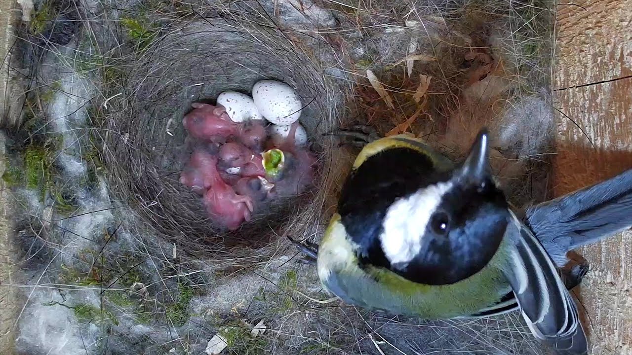 Schlüpfende Küken bekommen das Maul gestopft! | Hulsberg | 18.05.2024
