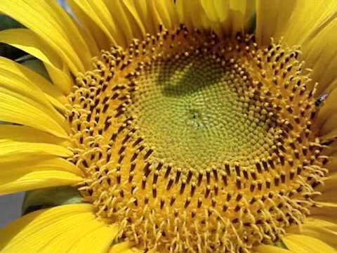 Polinização - A importância das abelhas