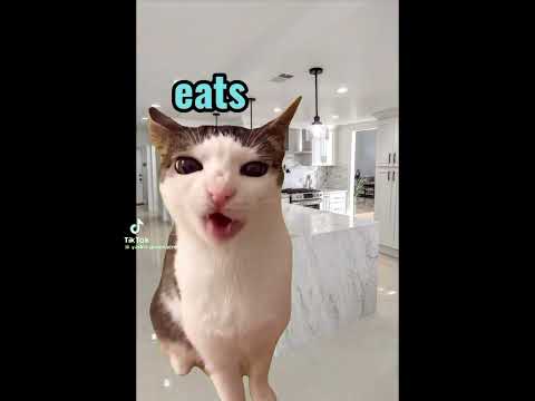 hope u like it*cat*funny*