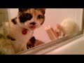 A Day In The Life Of Isis And Love Bug