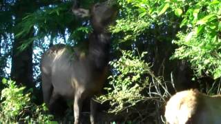 preview picture of video 'Elk herd in our yard at the Hive on Bee Street'
