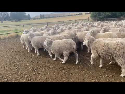 110 CORRIEDALE EWES