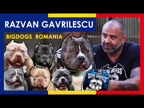 , title : 'One of the most beautiful Kennel in the World| American Bully Kennel | Big Dogs Romania'
