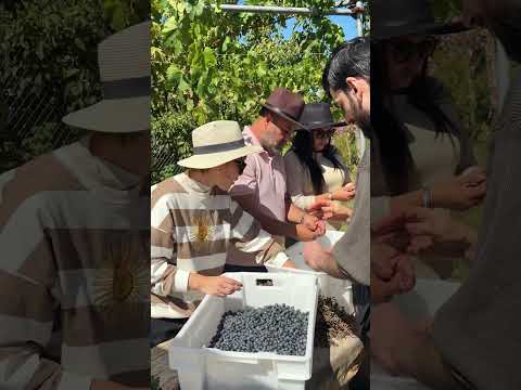 Vendimia Neuquina en Senillosa 🍷