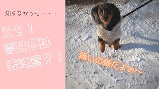 【#1 雪の中のお散歩】オーストリアからはじめまして！