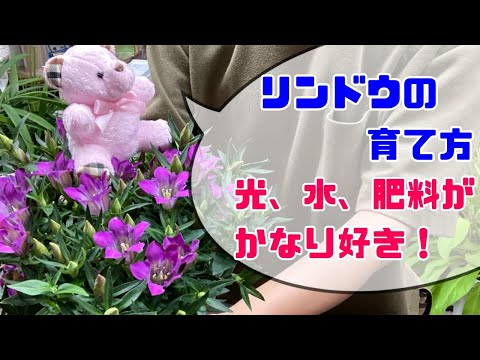 夏リンドウ 植物