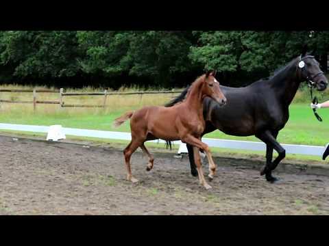 Nr. 02 Stute von Vitalis-Don Juan de Hus-Riccione