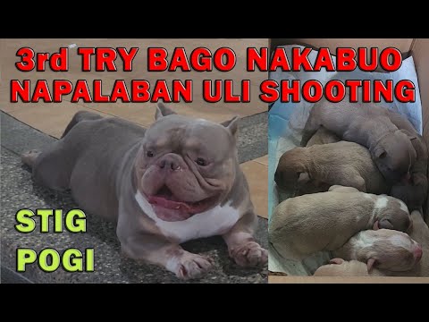 SUCCESS SA 3RD TRY MICRO EXOTIC BULLY BREEDING | DON RAIDER VLOG 281