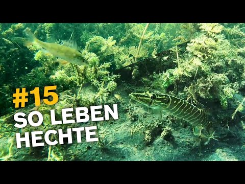 Hechte unter Wasser + Angeln auf Hecht vom Ufer 🐊