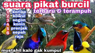 Download lagu TERBARU‼️SUARA PIKAT BURUNG KECIL || pikat kolibri sogon,korlap,kowul,konin,sepah raja,prenjak mp3