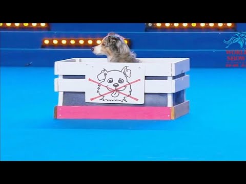 早期狗狗成功驯化人类珍贵视频！人犬共舞2016 FCI Dog dance