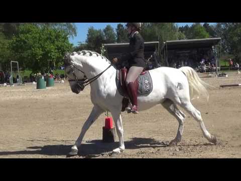 Pferd International 2017 Birte Ostwald Zorro Qta. do Tagus Speedtrail WM