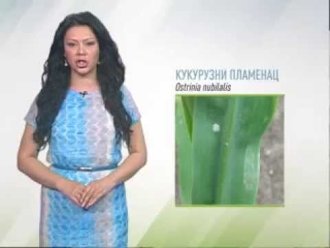 Zelena prognoza 13.6.2014. - Kukuruzni plamenac