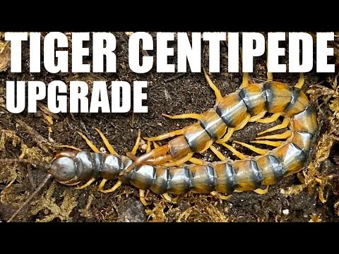 Stonožka premenlivá (Scolopendra polymorpha) — video o chove a starostlivosti