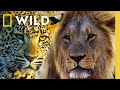 LIVE Predator Battles Lions Vs Leopards Vs Hyenas Savage Kingdom Livestream Nat Geo Animals