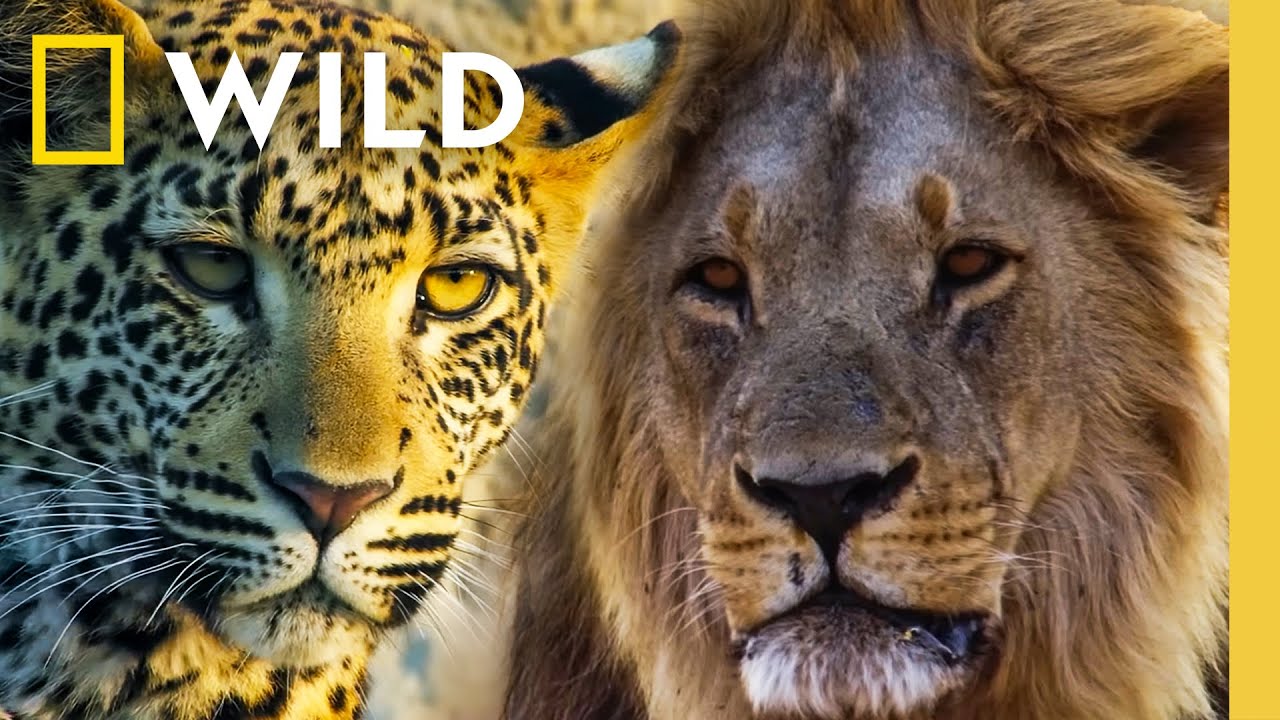 LIVE: Predator Battles: Lions vs Leopards vs Hyenas | Savage Kingdom Livestream