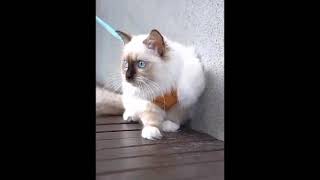 Harnais et laisse Petslover pour chat et chien