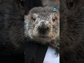 PETA wants to give Punxsutawney Phil a break this Groundhog Day #itvnews #groundhogday