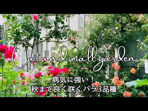 黄色いバラ:庭に最適な12品種 植物