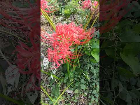 観葉植物としてのアジサイ