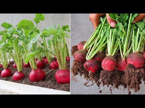 Let s see how to grow red radishes for the coming winter many tuber and very sweet