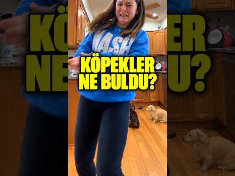 Köpekler DOLAPTA BİR ŞEY Buldu! 🐶