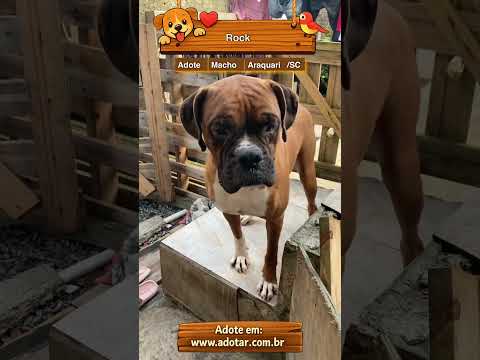 Vídeo de Rock