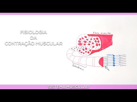 Physiology of Muscle Contraction