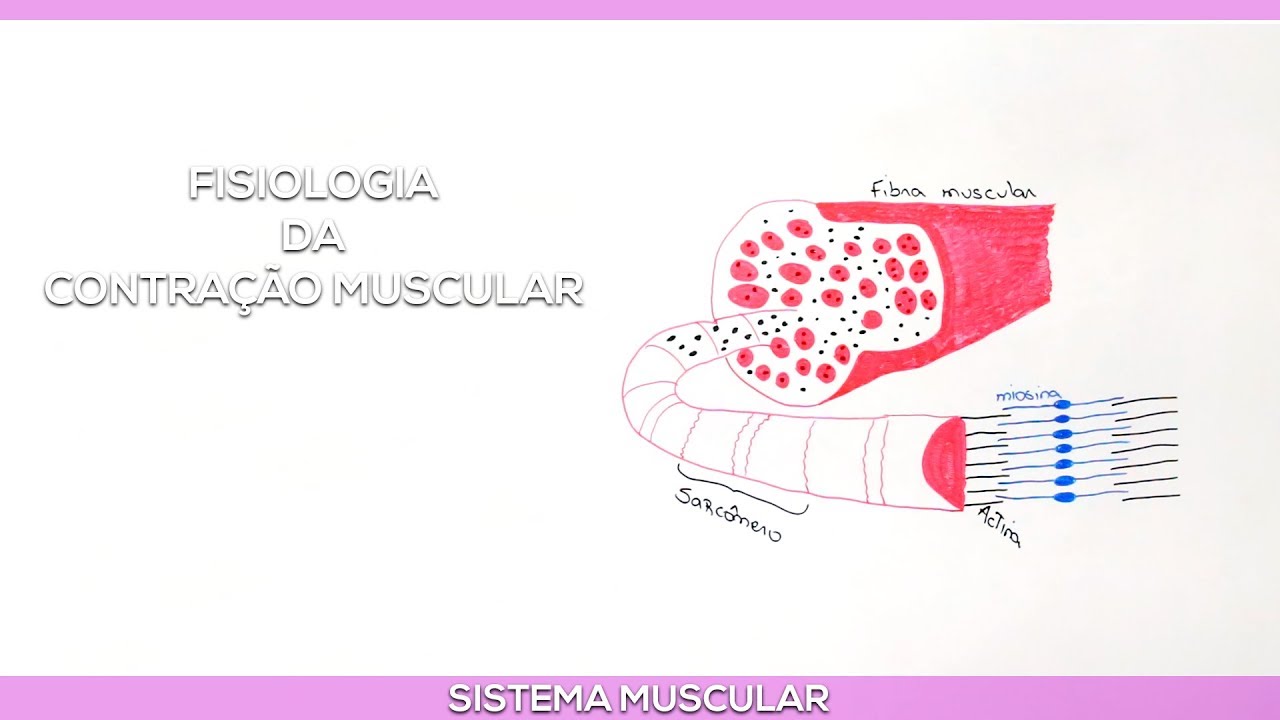 Fisiologia da Contração Muscular