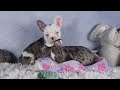 Frenchton dogs for sale: ISABELLA - Video 1