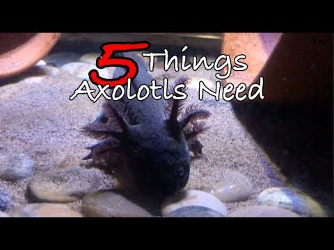 2nd YouTube video about how long can an axolotl go without a filter