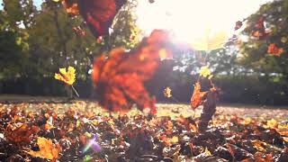 Leaves Falling in the Fall Season - Beautiful Colors & Slow Motion Down gameplay video by eschmitt, 0:37 duration