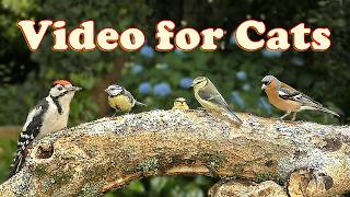 Your Cat Will NOT Look Away From This 😳🐾 ~ Videos for Cats on to Watch -  ⭐ 10 HOURS ⭐