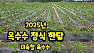옥수수 정식 한달 미흑찰 옥수수 충북 괴산 풀뿌리농장 (옥수수재배방법)