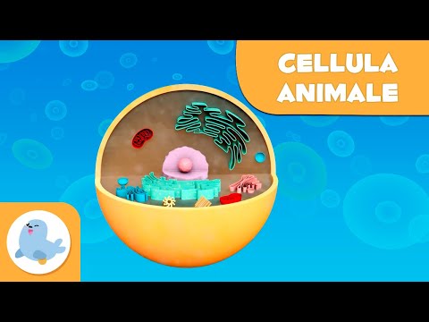 La cellula animale e le sue parti - Scienze Naturali - Video didattico per bambini