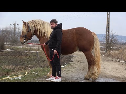 Caii lui Andrei de la Danestii Chioarului, Maramures - 2023 Nou!!!